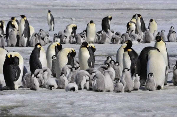 pinguins-imperadores